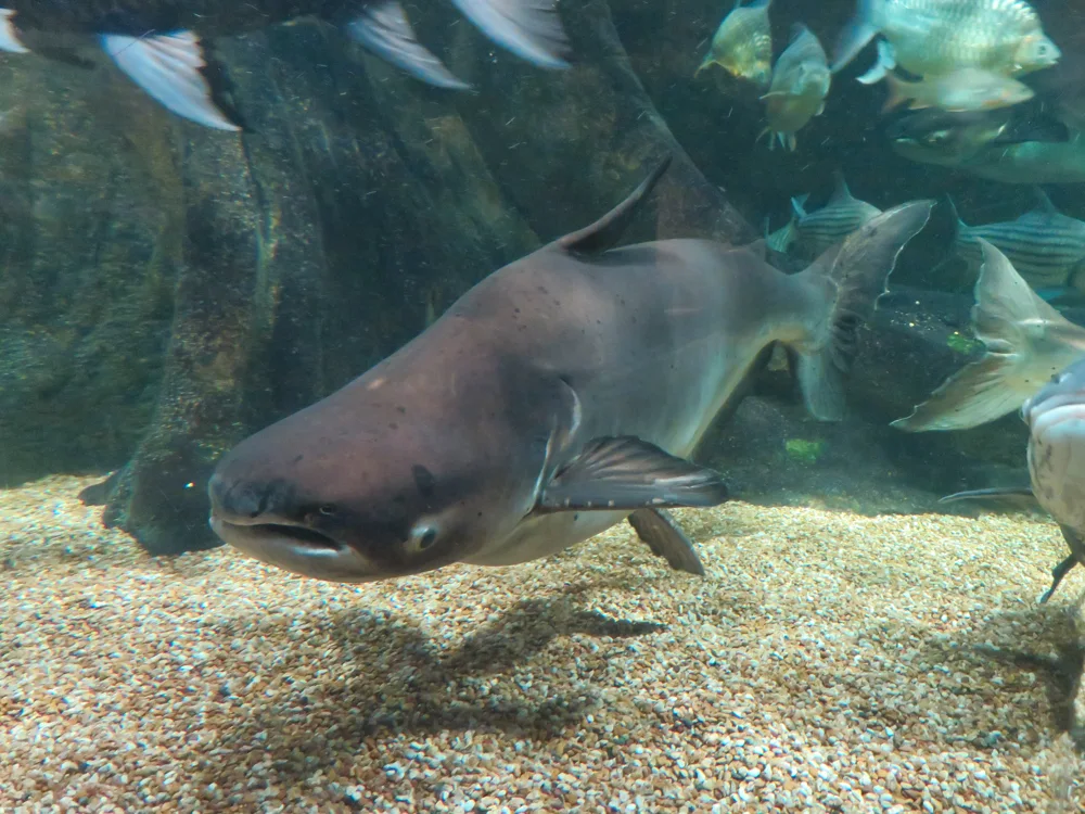 Mekong giant catfish at Gifu World Fresh Water Aquarium in Japan.