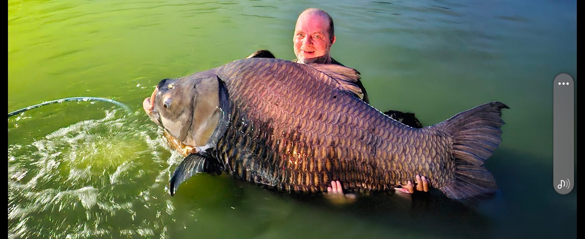 Another view of the large carp supported in the lake, showing its broad flank and tail