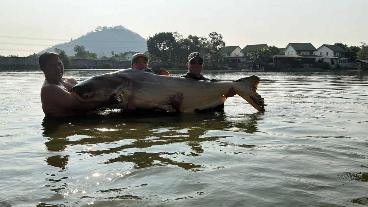 Tyler, Vinny and a guide supporting an enormous catfish together in Palm Tree Lagoon.