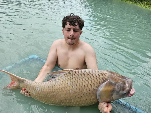 Finlay supporting a carp at the surface beside a blue-rimmed landing net.